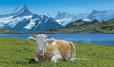 Bachalpsee mit Kuh Bachalpsee mit Kuh HQ CMYK 1