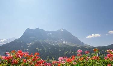 Superior Double Room Superior Double Room